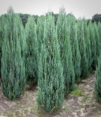 Juniper (Juniperus Virginiana) &#39;Blue Arrow&#39; - 5 ft. Potted