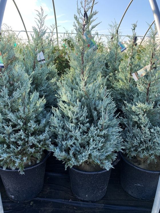 Juniper &#39;Moffat Blue&#39; - 4-5 ft