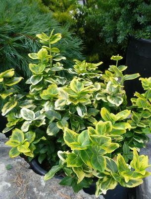 Euonymus &#39;canadale gold&#39; - 2 gal