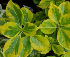 Euonymus 'Country Gold' 2 gal