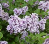 Lilac &#39;Dwarf Korean&#39; Standard #7 potted
