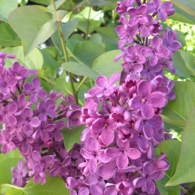 Lilac &#39;Ludwig Spaeth&#39;  2 gal