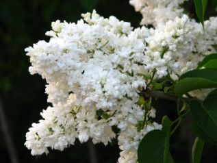 Lilac 'Madame Lemoine', Size: 2 gal