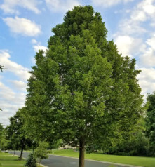 Linden &#39;American&#39; - 6&#39; potted