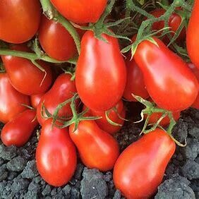 Tomatoes ORGANIC &#39;Roma&#39; - 4&quot;