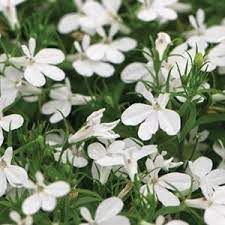 Lobelia - 4&quot; White