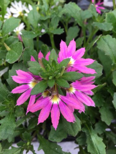 Fan Flower (Scaevola) - Pink- 1 gal