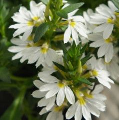 Fan Flower (Scaevola) - White 1 gal