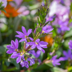 Fan Flower (Scaevola) Surdivia Blue Violet 1 gal
