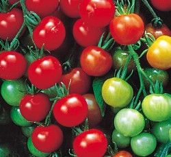 Tomatoes ORGANIC &#39;Supersweet Cherry&#39; - 4&quot;