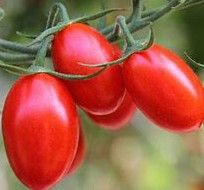 Tomatoes ORGANIC &#39;Grape&#39; - 4&quot;