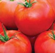 Tomatoes ORGANIC &#39;Beefsteak&#39; - 4&quot;