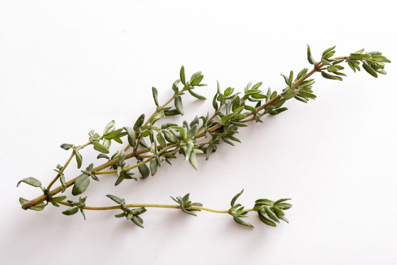Thyme &#39;English&#39; (Garden) 4&quot;