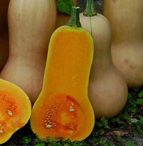 Squash ORGANIC &#39;Waltham Butternut&#39; - 4&quot;