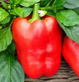 Pepper ORGANIC &#39;King of the North RED&#39; 4&quot;