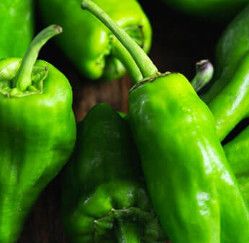 Pepper ORGANIC &#39;Padron Hot&#39; - 4&quot;