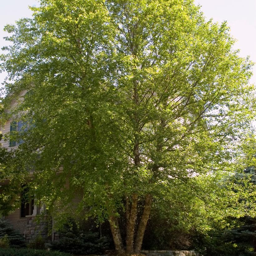 Birch Heritage  Clump  50 mm WB
