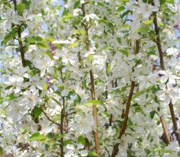 Siberian Crabapple &#39;Columnaris&#39; -45 mm B &amp; B