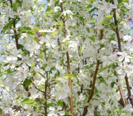 Siberian Crabapple &#39;Columnaris&#39; -45 mm