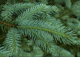 White Spruce 4' 10 gal Potted