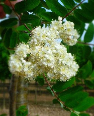 Mountain Ash &#39;Cardinal Royal&#39; -6-7&#39;