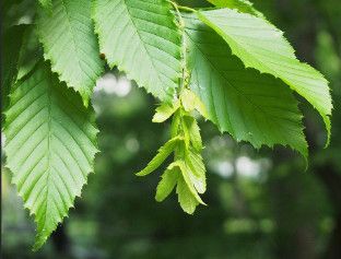 American Hornbeam 'Blue Beech' 6-7' Potted