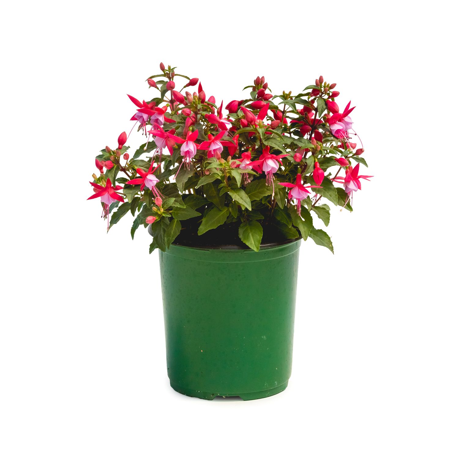 Fuchsia 'Bella Nikita' 1 gal