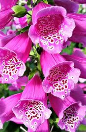 Foxglove &#39;Digitalis Dalmation Purple&#39; 1 gal