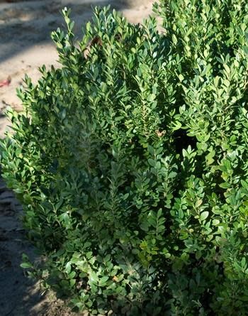 Boxwood &#39;Winter Gem&#39; 50cm 5 gal