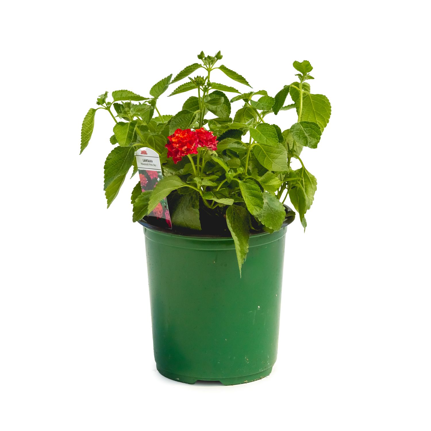 Lantana Havana 'Pink Sky' 1 gal