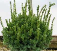 Yew &#39;Fairview&#39; 60 cm