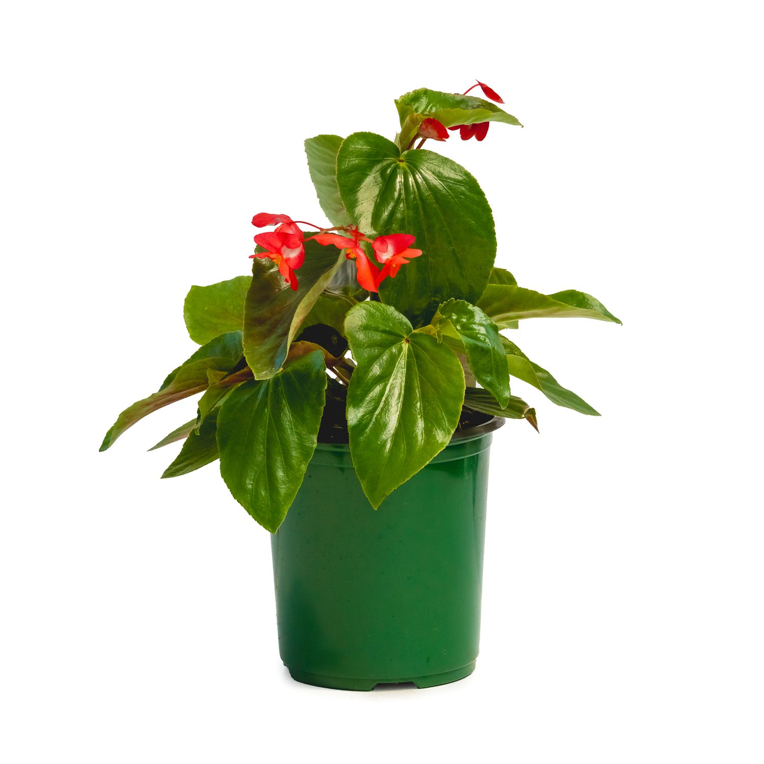 Begonia Dragon Wing Red 1 gal