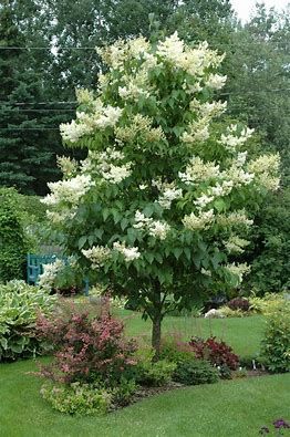 Lilac - &#39;Boulevard Japanese Tree&#39;  7-8&#39; Potted