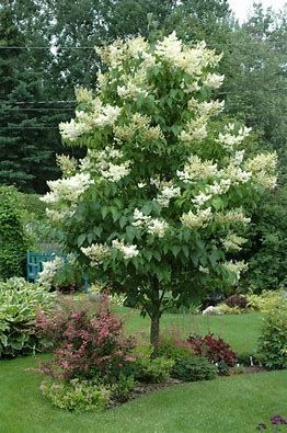 Lilac - &#39;Boulevard Japanese Tree&#39; 7-8&#39; Potted