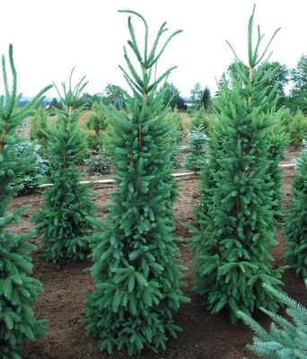 Norway Spruce Columnar 'Cupressina' 3-4' Potted