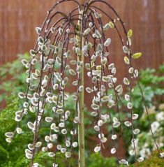 Pussy Willow &#39;Standard Pendula&#39; - 7 gal - potted