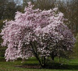 Magnolia 'Leonard Messel' 28" 5 gal