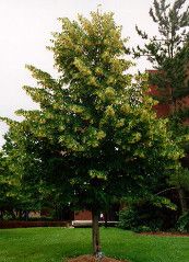 Linden &#39;Glenleven&#39; - 8-10&#39; potted