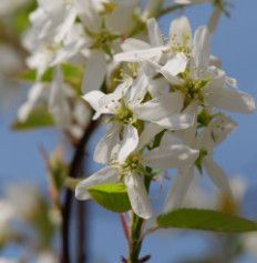 Serviceberry &#39;Amelanchier canadensis&#39; 7 gal (native)