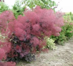 Smokebush &#39;Royal Purple&#39; 2 gal