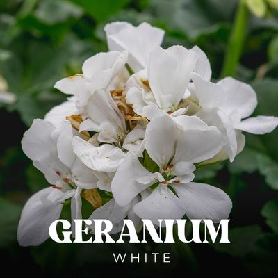 Geranium - Solid Colour 10&quot; HB White