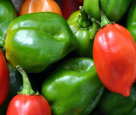 Pepper ORGANIC &#39;Habanero Maya Red&#39; - 4&quot;