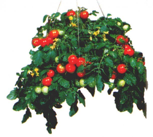 Tomato &#39;Tumbling Red&#39; 10&quot; HB