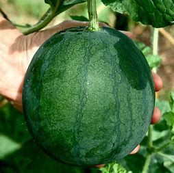 Watermelon 'Sugar Baby' 4"