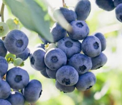 Blueberry - Vaccinium &#39;Elliott&#39; HB 5 gal