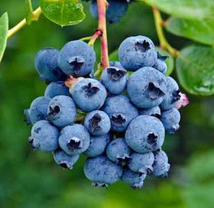 Blueberry - Vaccinium &#39;Polaris&#39; 5 gal