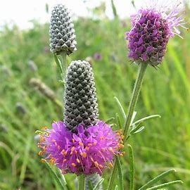 Purple Prairie Clover - 1 gal