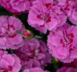 Dianthus &#39;Goody Gumdrop&#39; - 1 gal