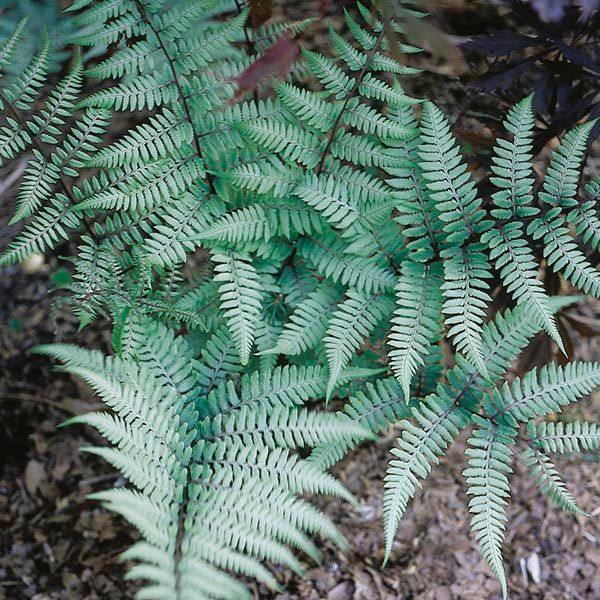 Fern &#39;Ghost&#39; 1gal