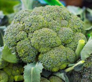 Broccoli 4"